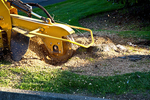 Tree Root Removal in Spruce Pine, NC